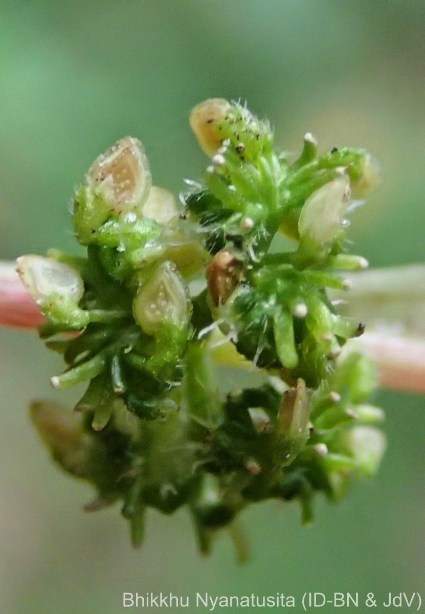 Laportea interrupta (L.) Chew